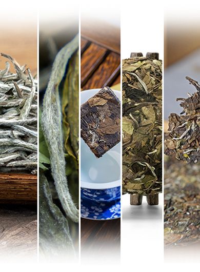 Échantillons de thés blancs de la région de Fuding