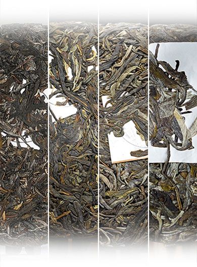 Assortiment de Puerh crus de la région de Menghai.