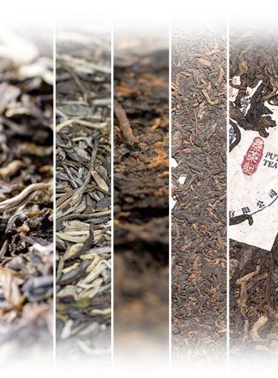 Assortiment d' échantillons de Puerh  cuits et crus.