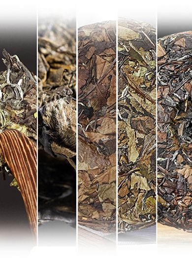 Échantillons de thés blancs « Shou Mei ».