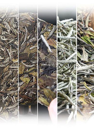 Échantillons de thés blancs « Zhenghe »