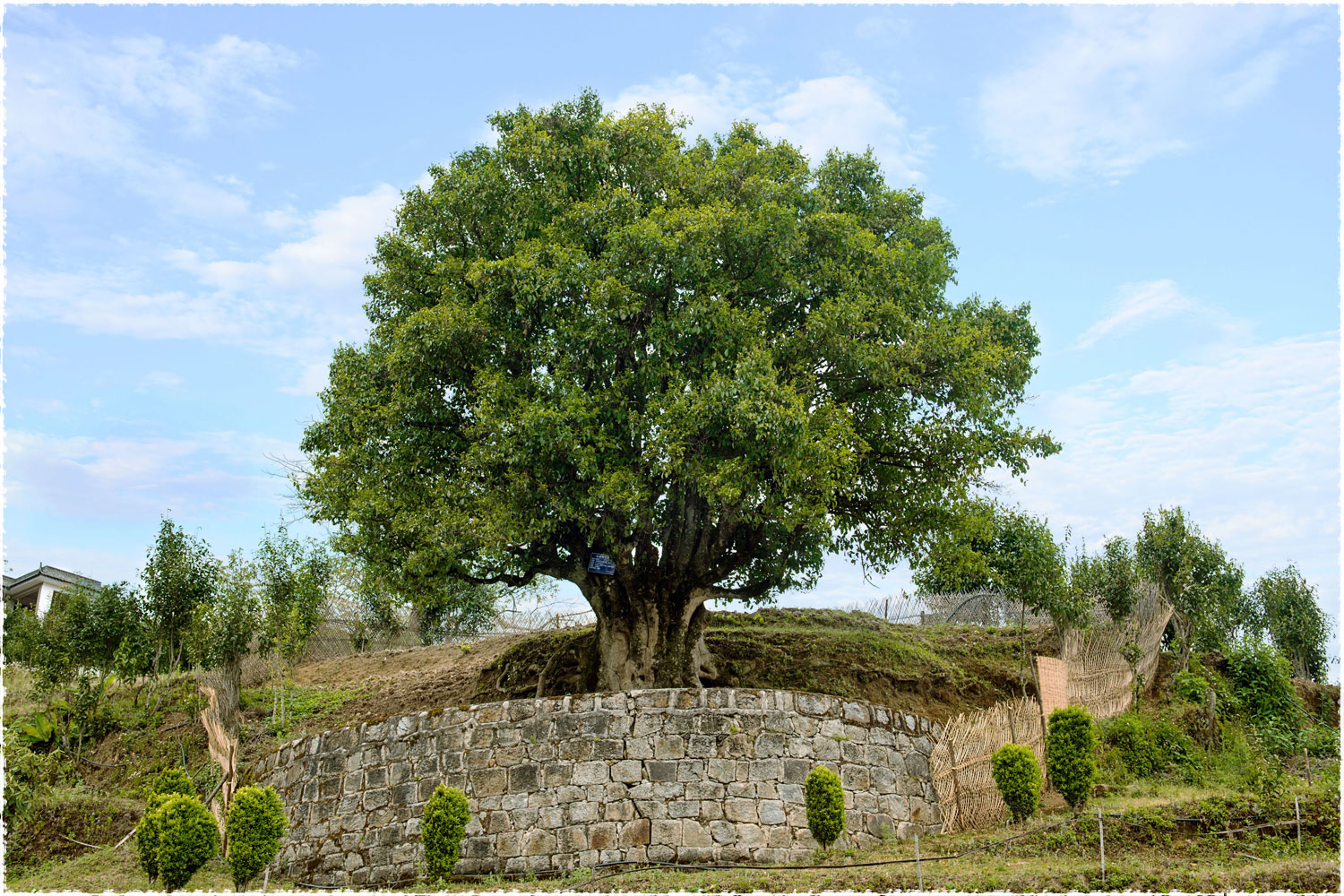 Ancient Wild Black Tea Tree