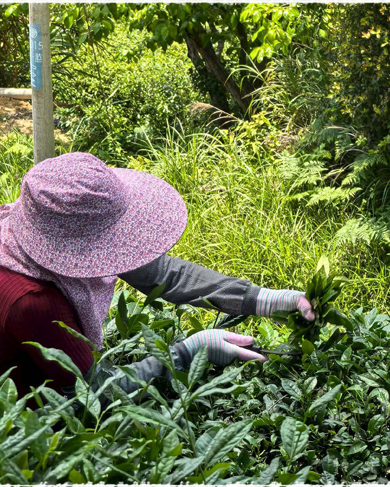 Les jardins d’Anxi