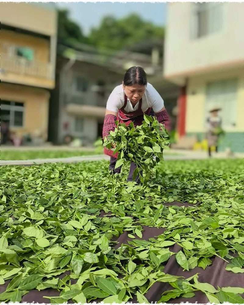 Les jardins d’Anxi