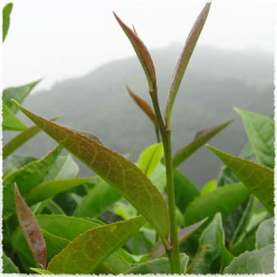 Baihao Tea Tree