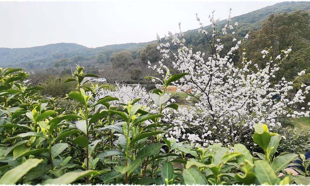 Dongjin tea garden