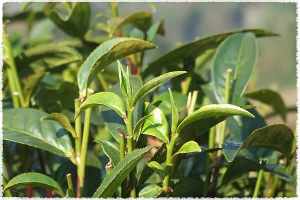 Large Leaf Tea Bush