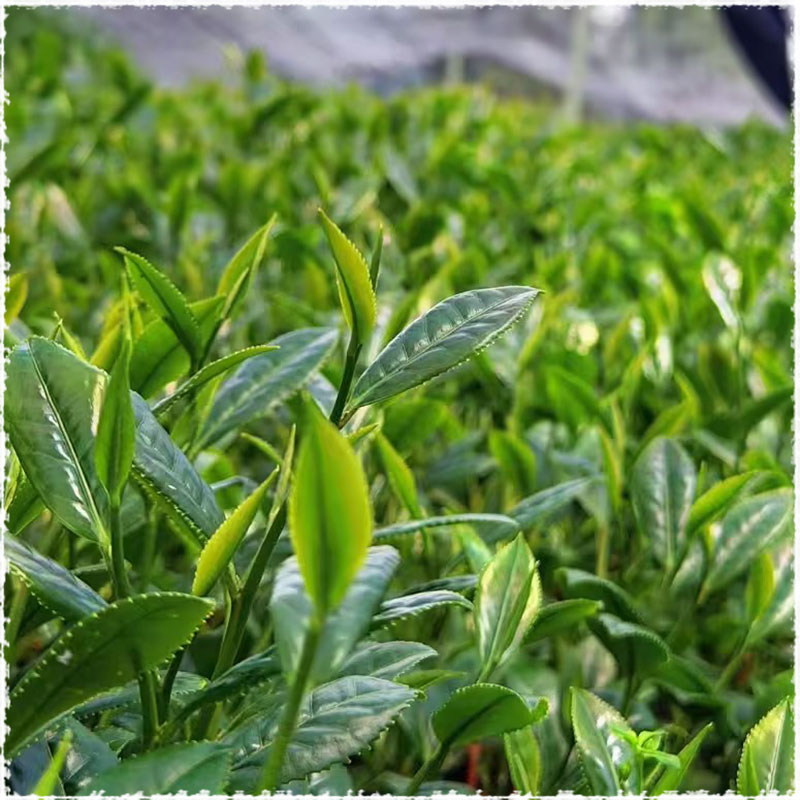 tea bush