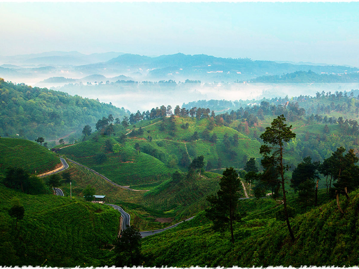 tea garden