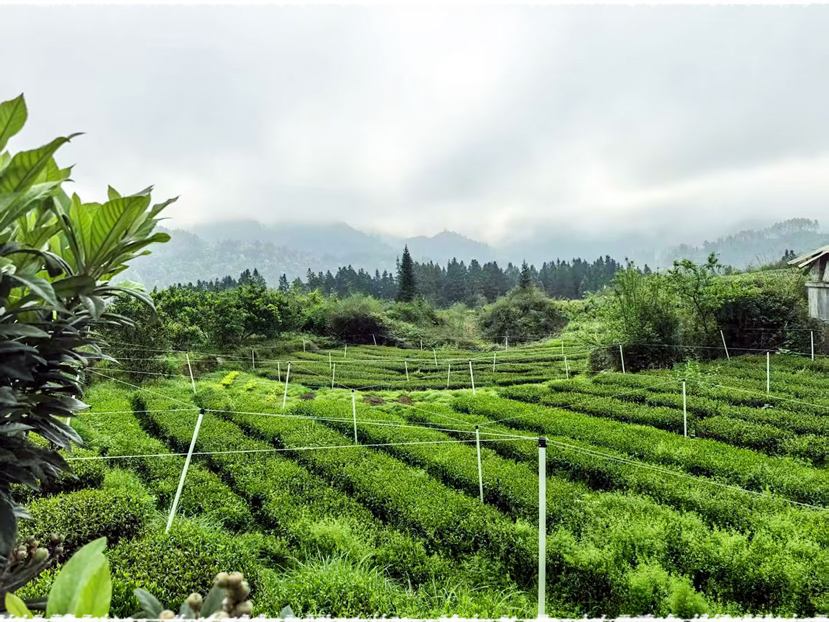 Tea Garden