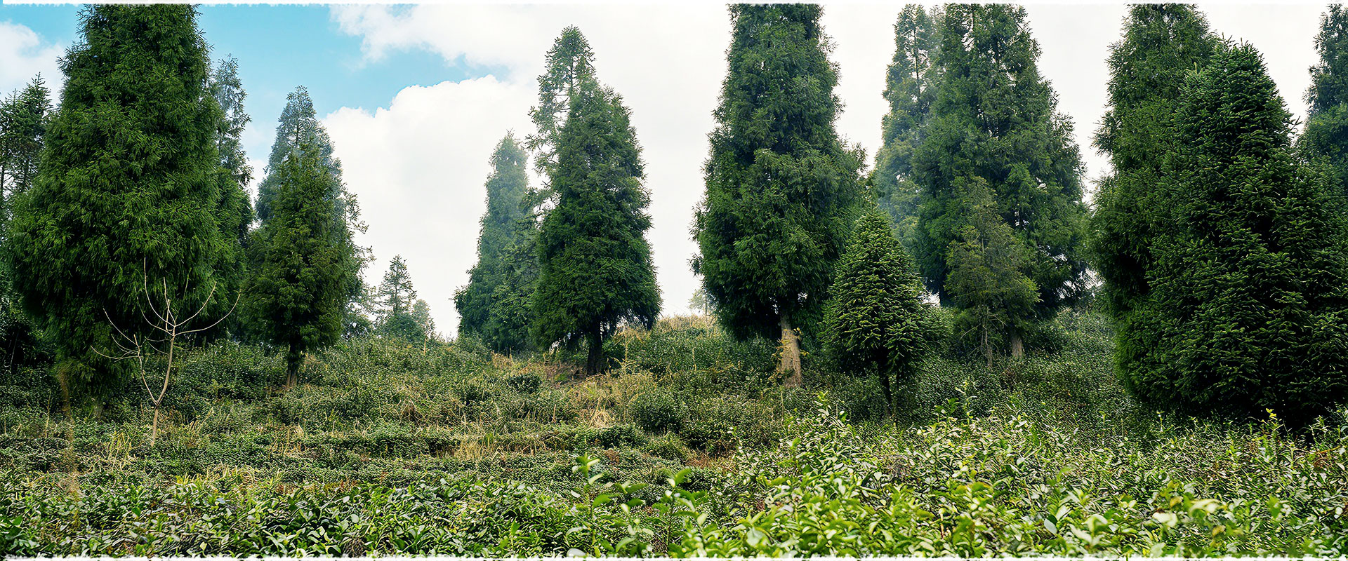 tea garden