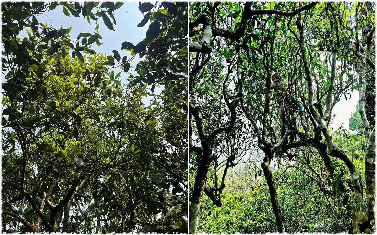 tea garden