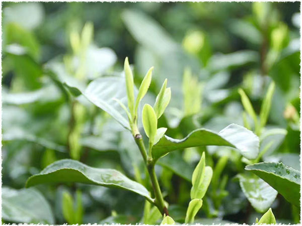 meizhan tea bush