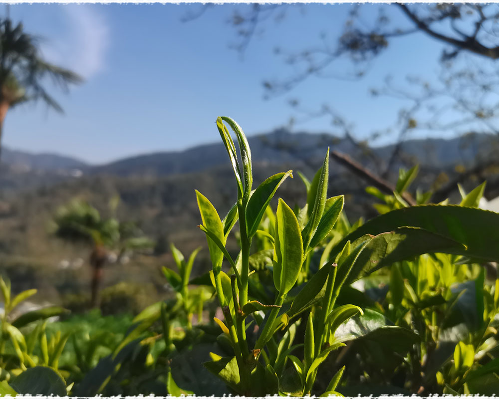 Tea Garden