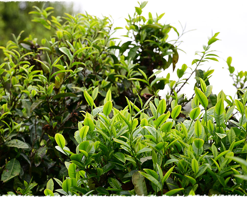 Tea Garden