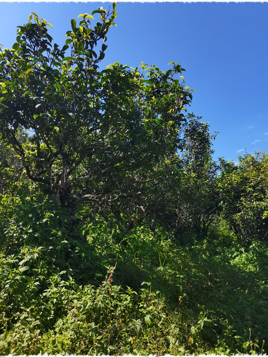 Tea Garden