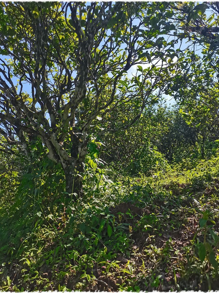 Tea Garden
