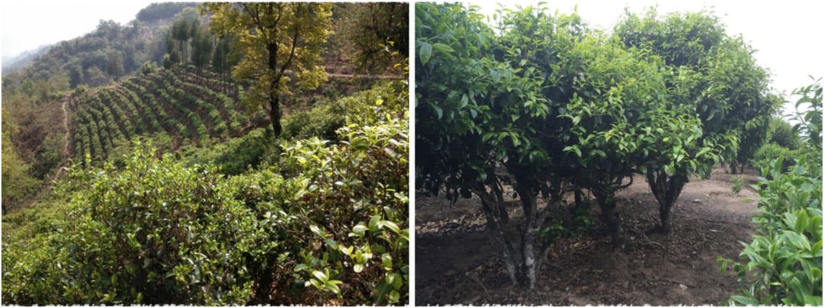 yunnan tea bush