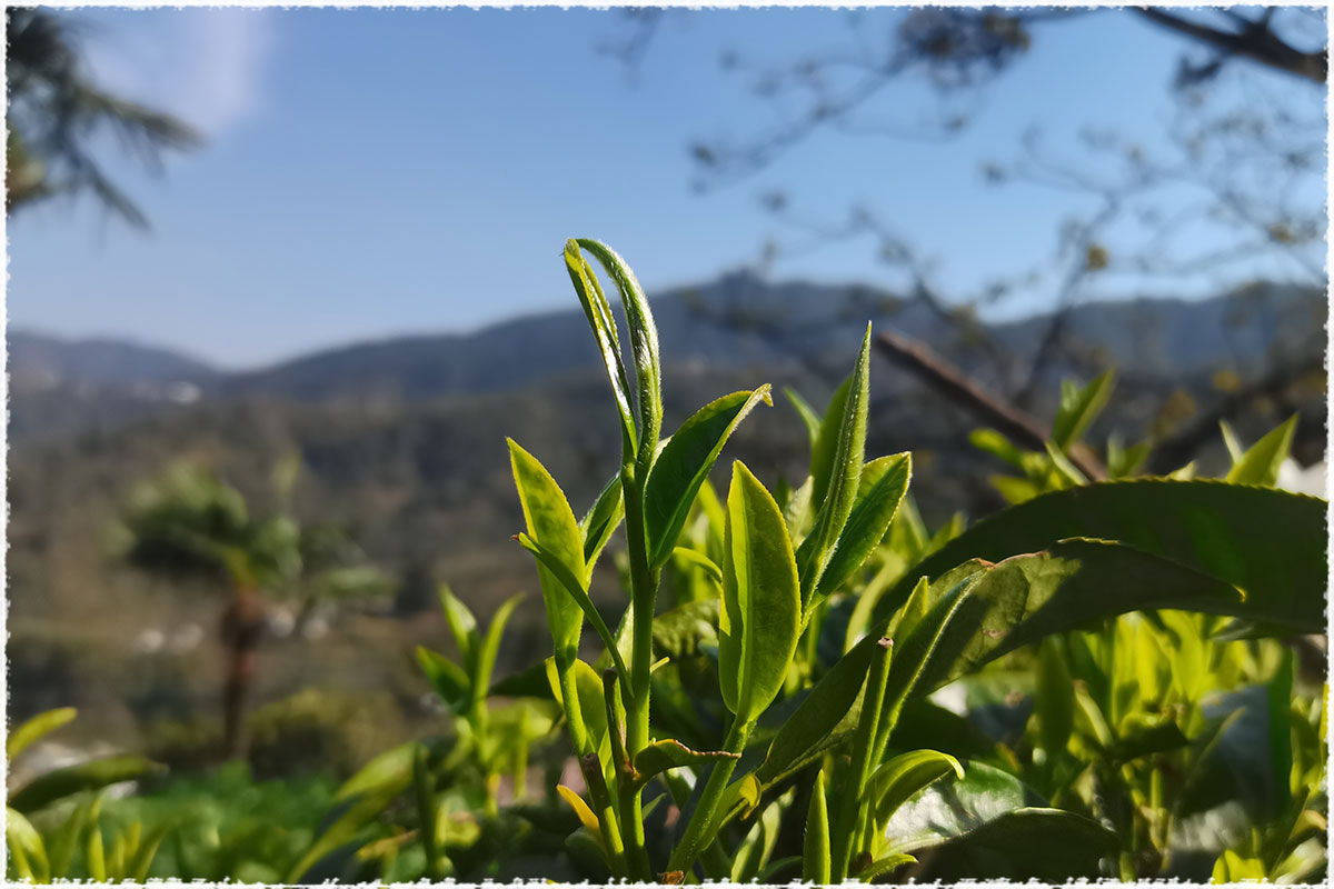 Tea Garden