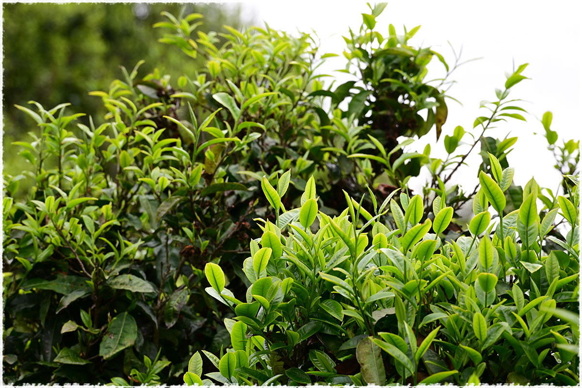 Tea Garden