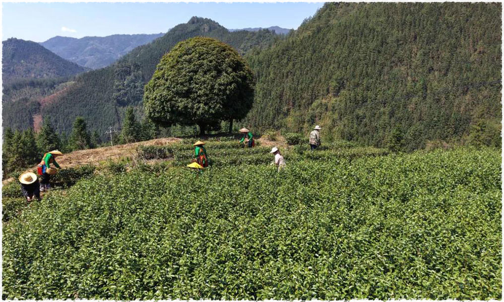 Tea Garden