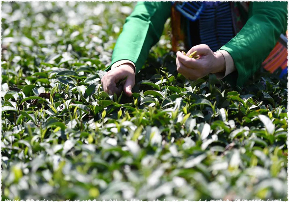 Tea Garden