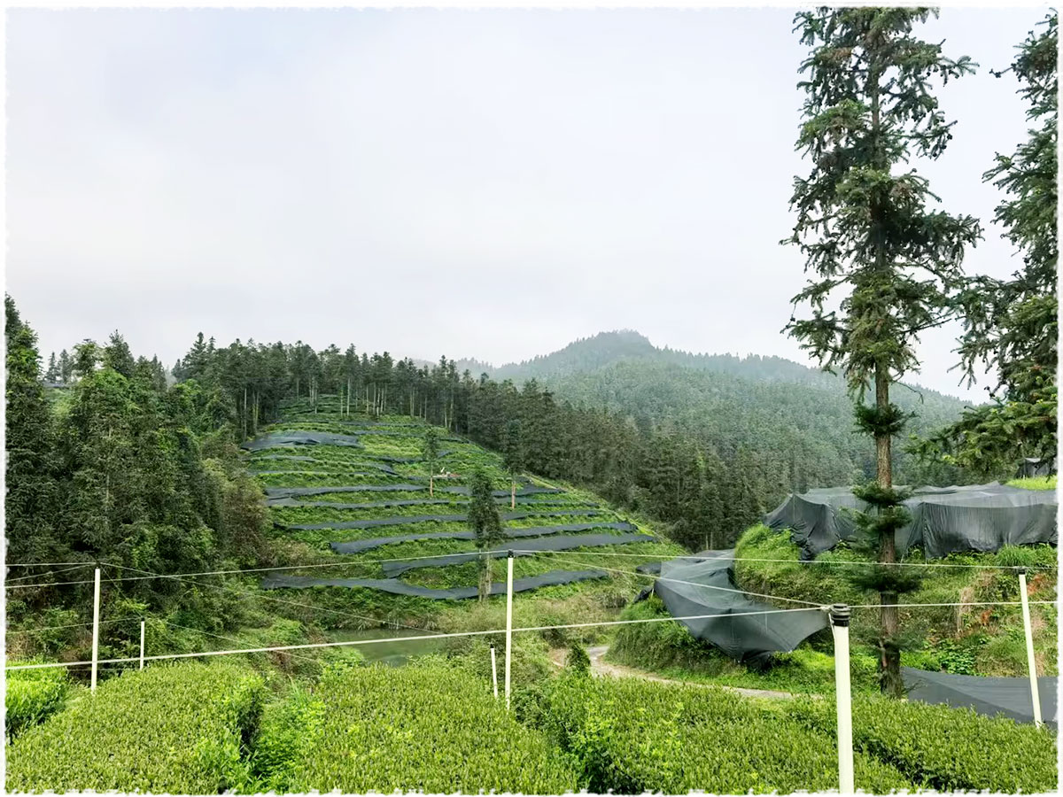 tea garden