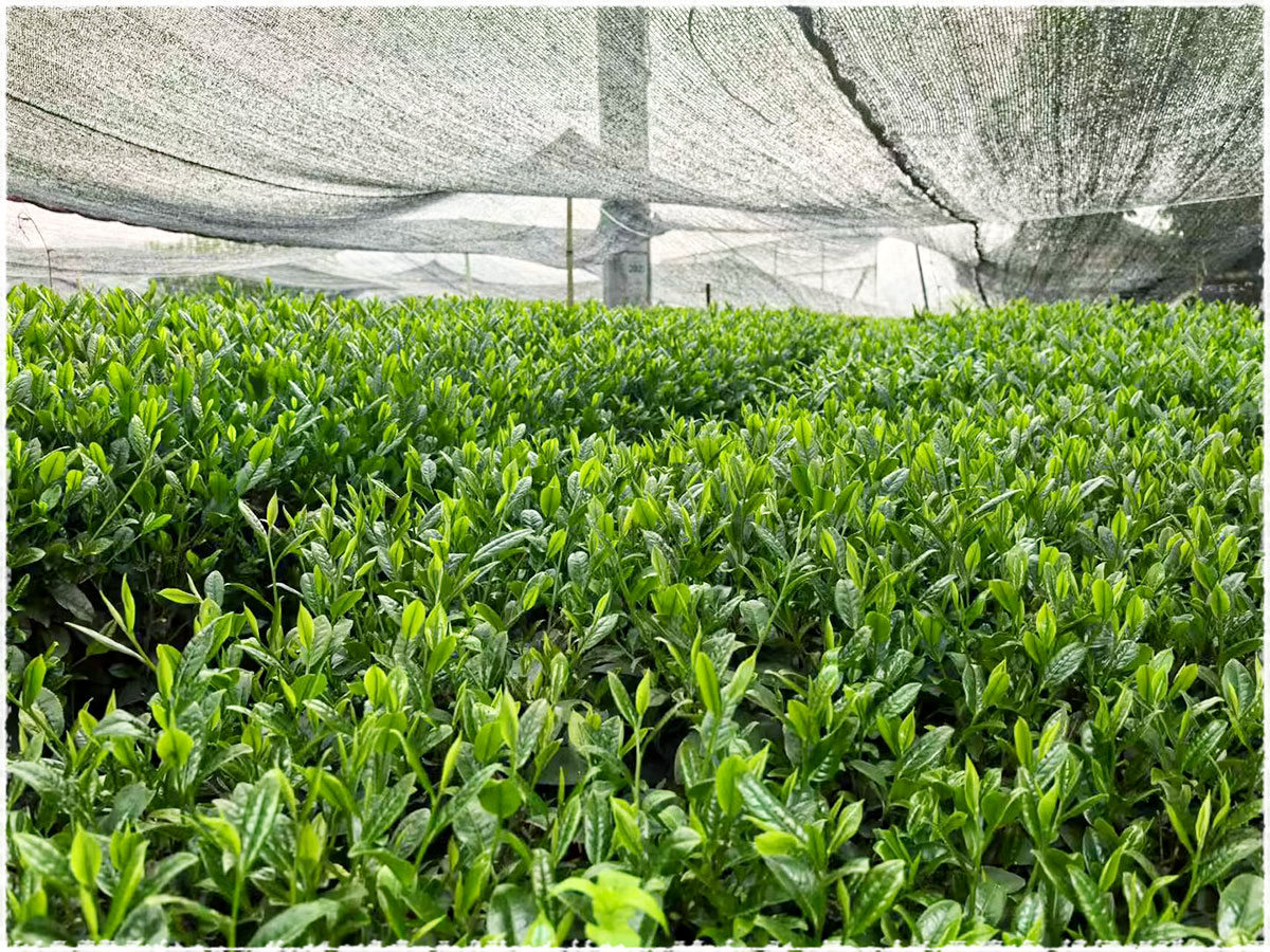 tea garden