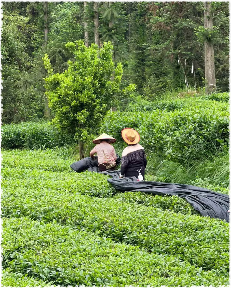 tea garden