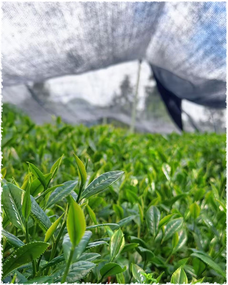 tea garden