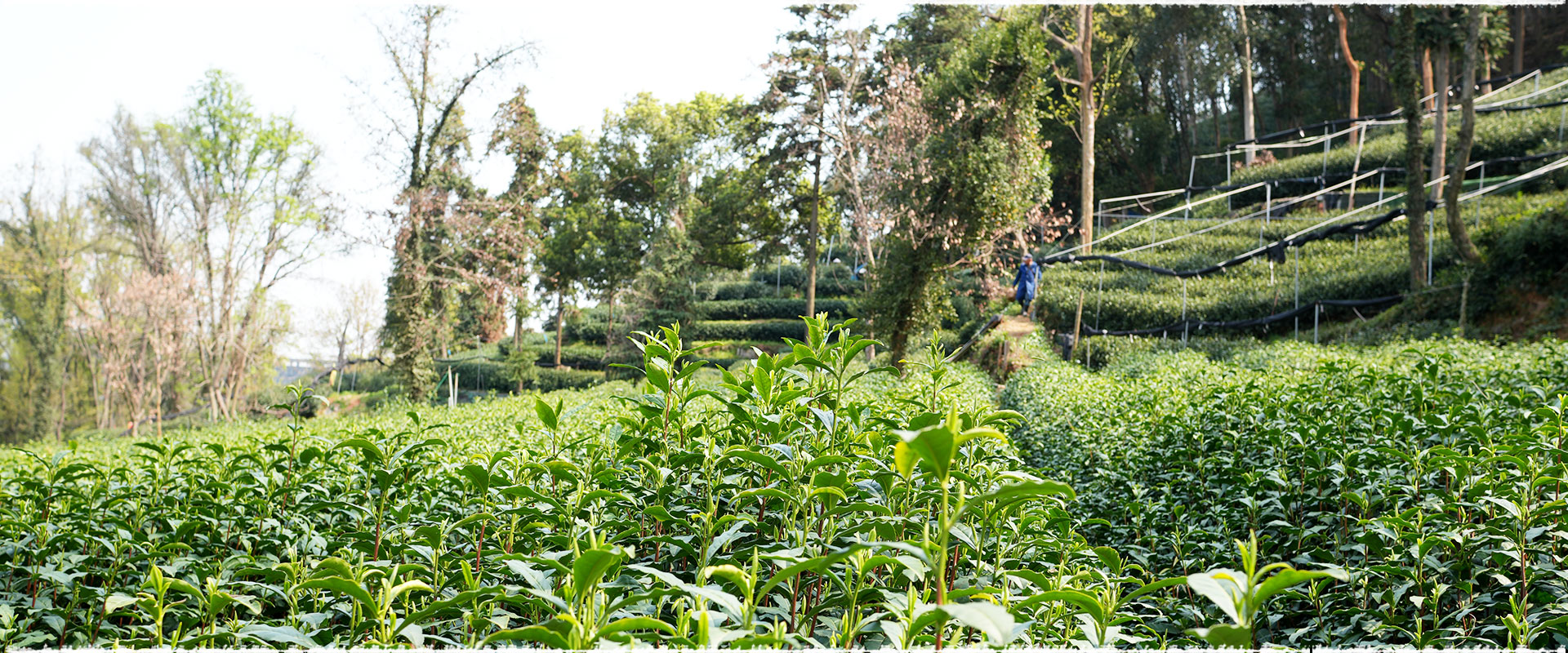 tea garden