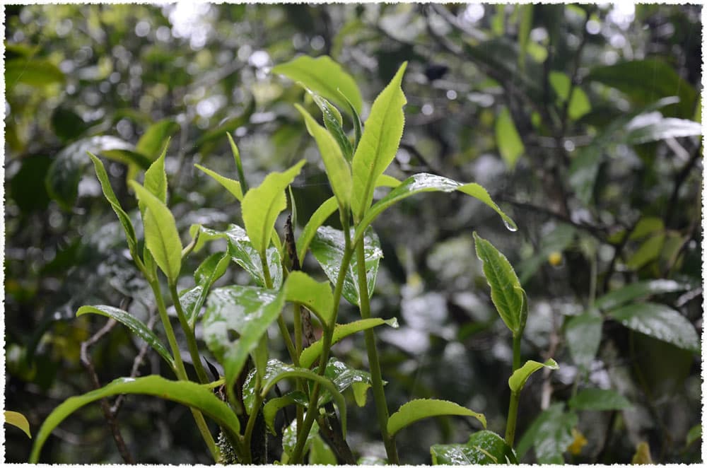 menghai tea bush