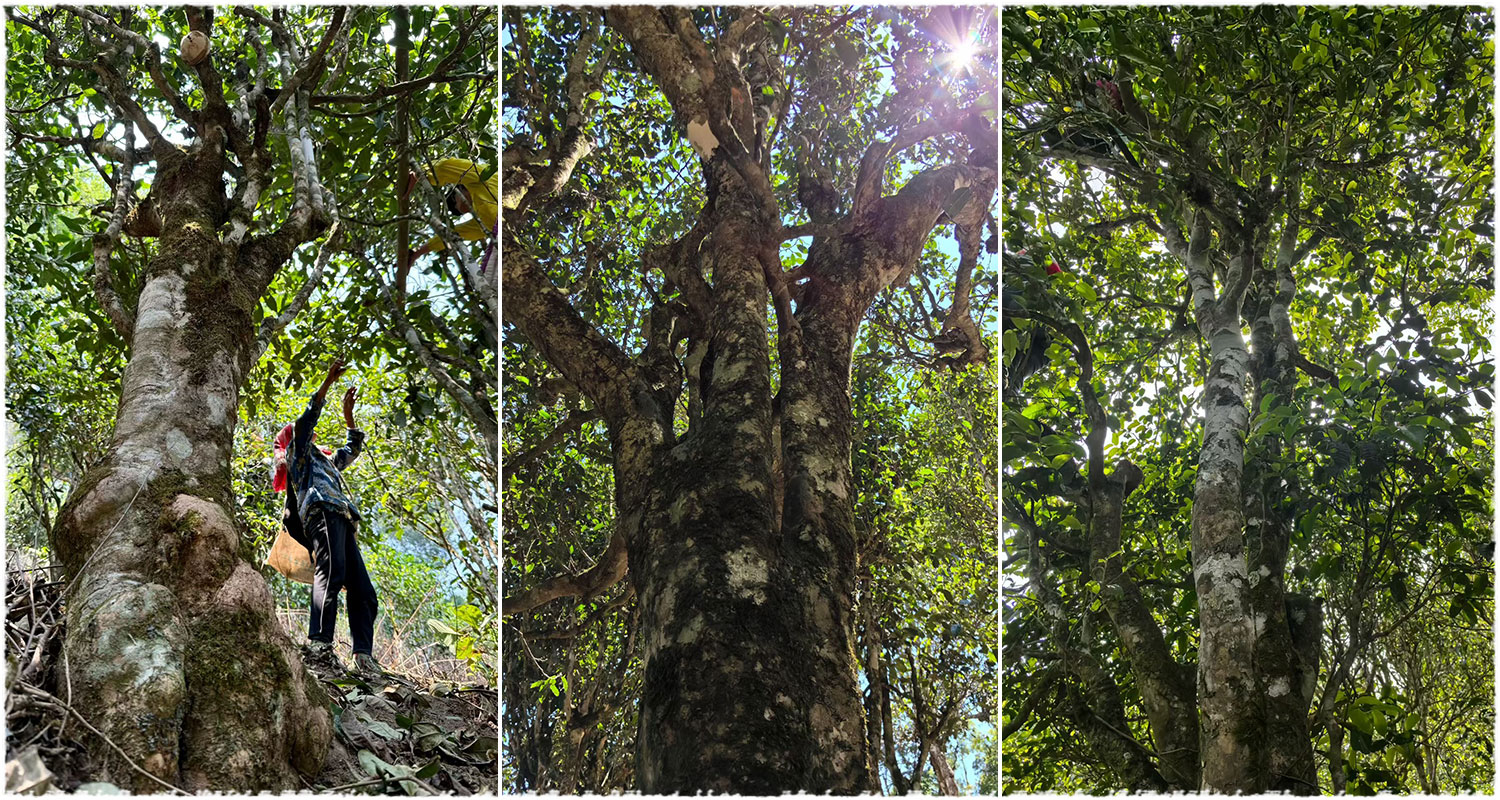 tea area