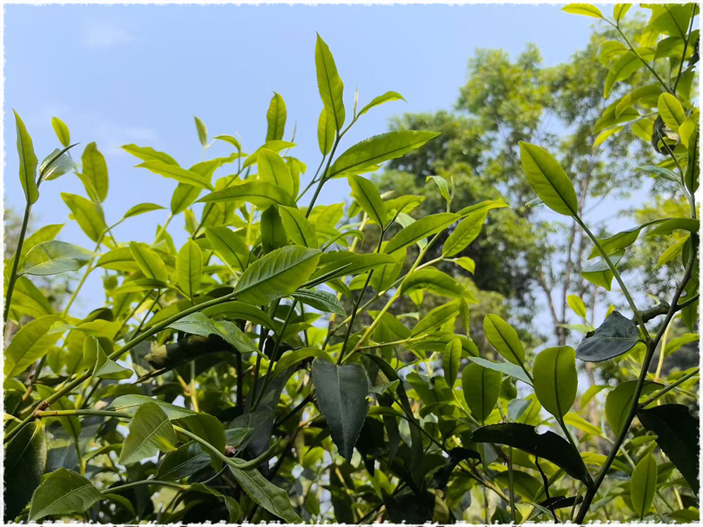 tea area