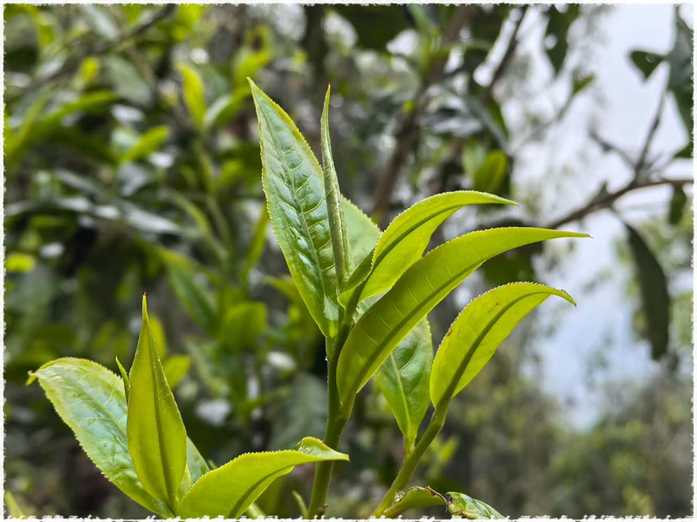 tea area