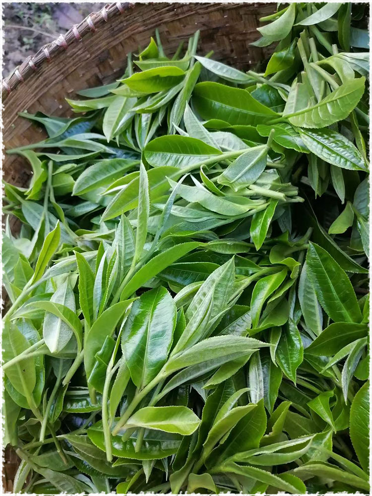 tea area