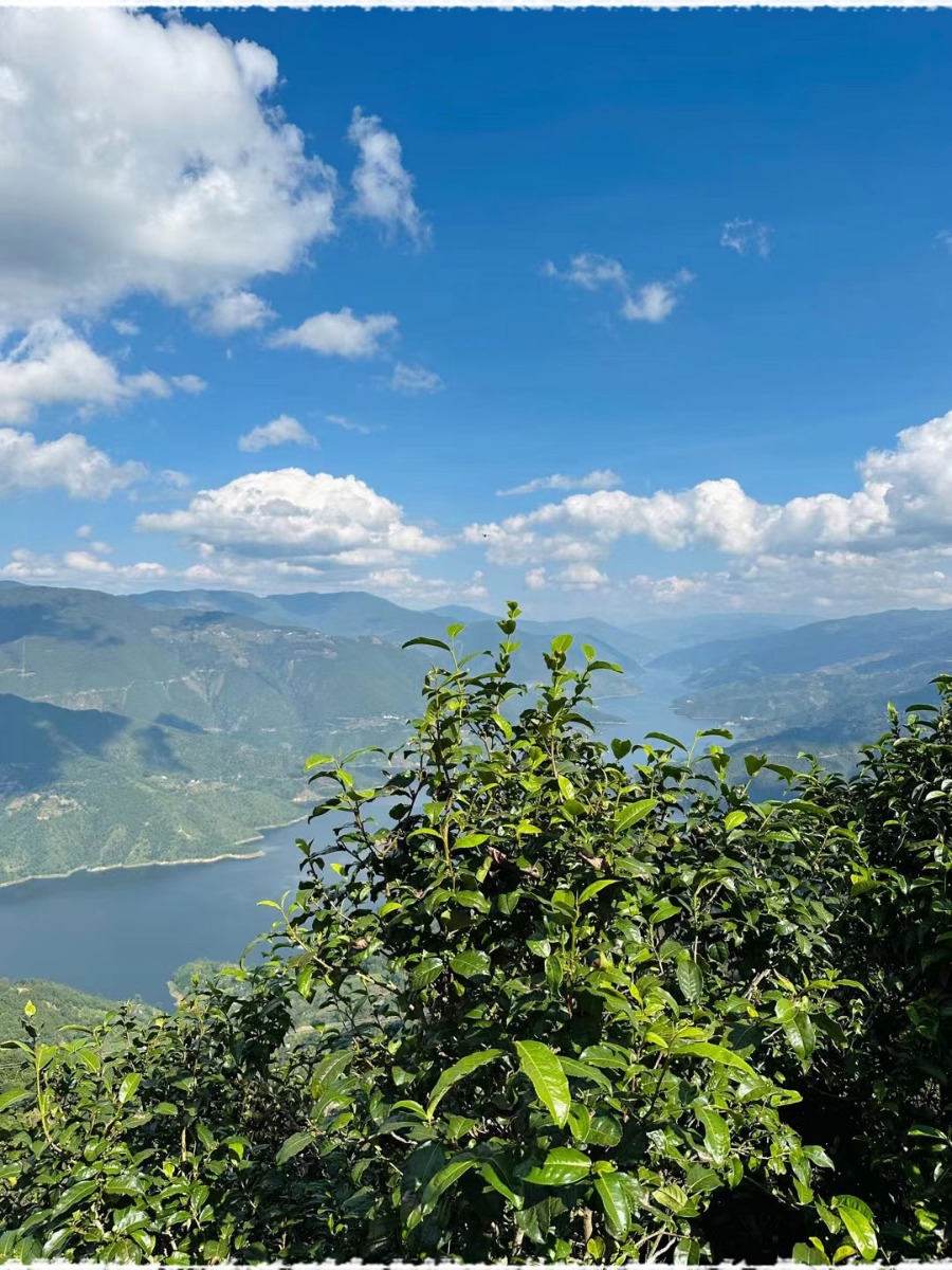 Tea Garden