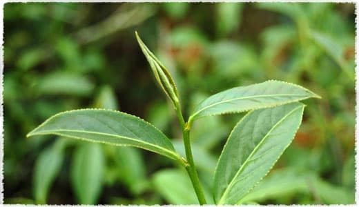 menghai tea bush