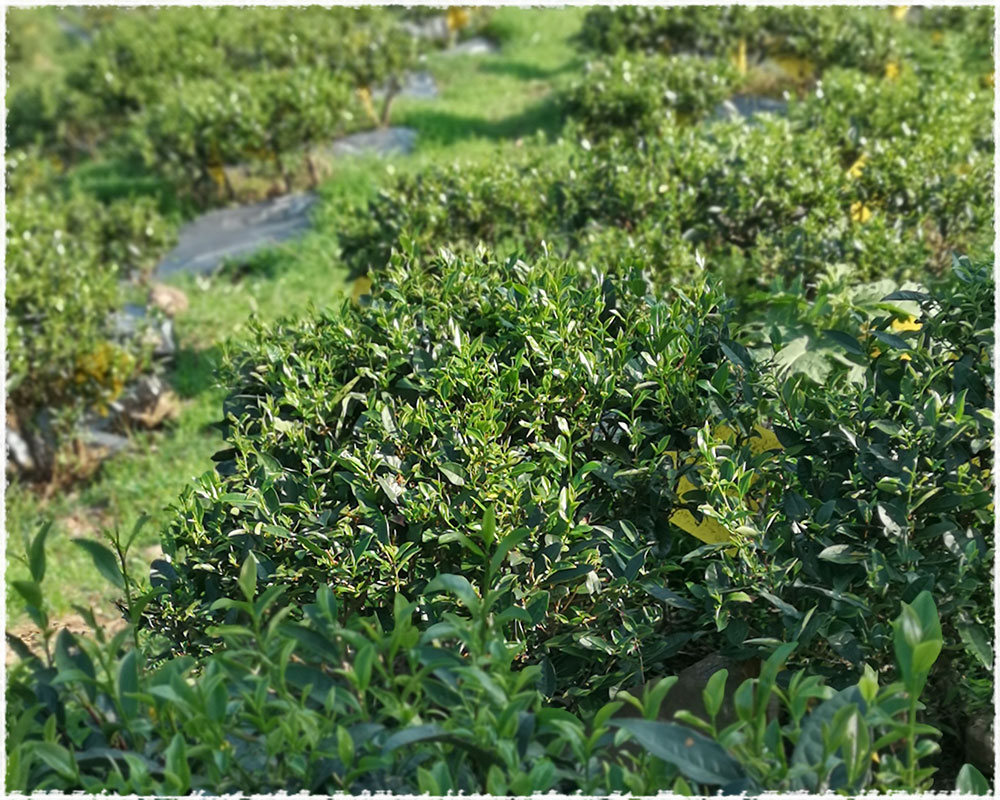 Tea Garden