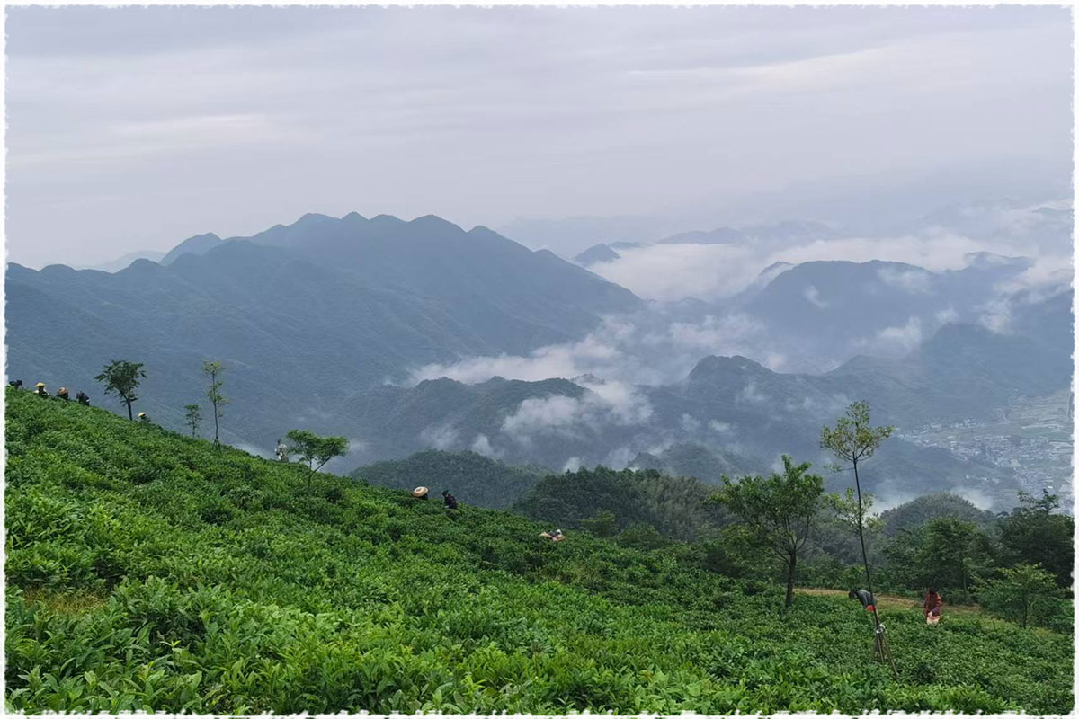 Tea Garden