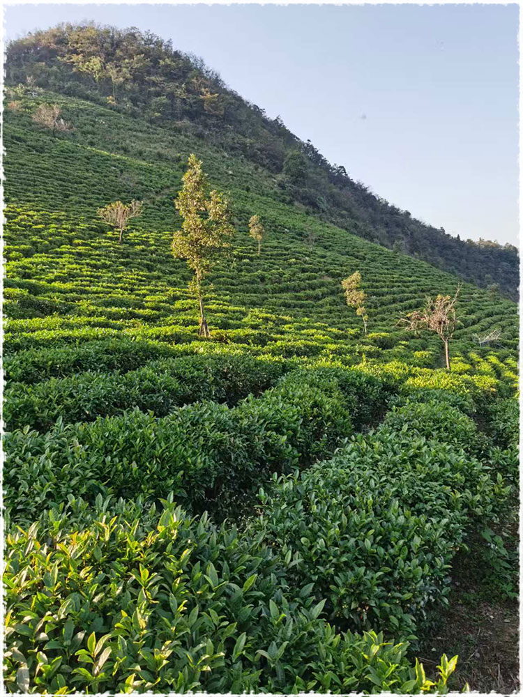 Tea Garden