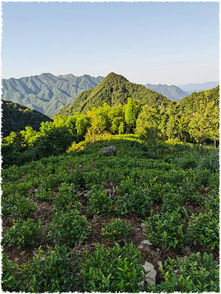 Tea Garden