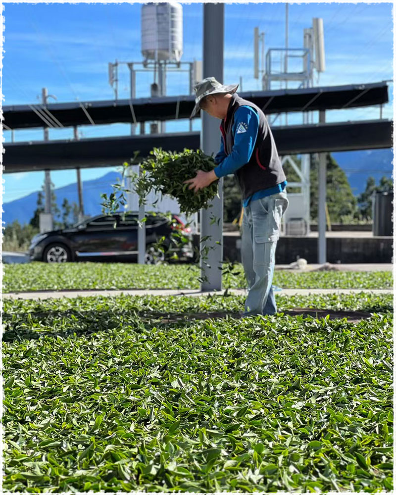 picking leaves