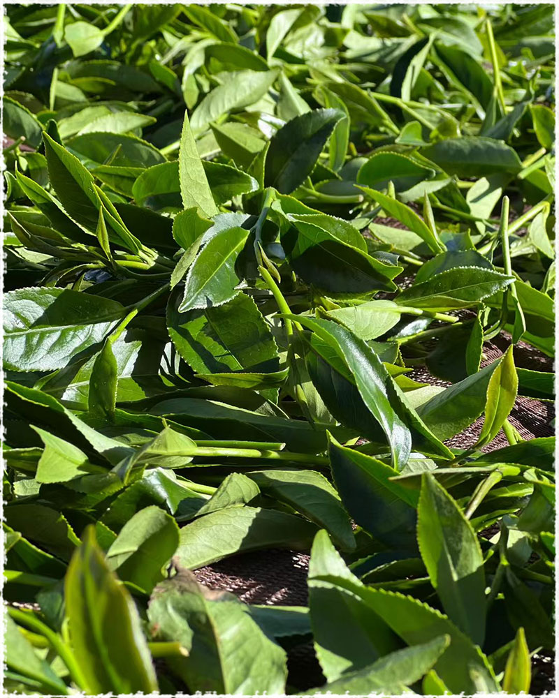 picking leaves