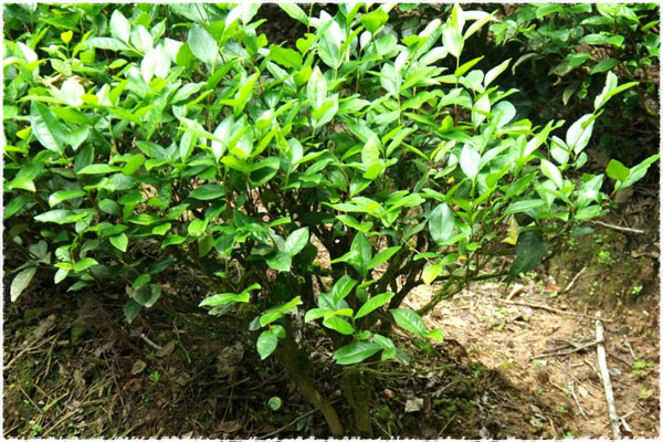 menghai tea bush