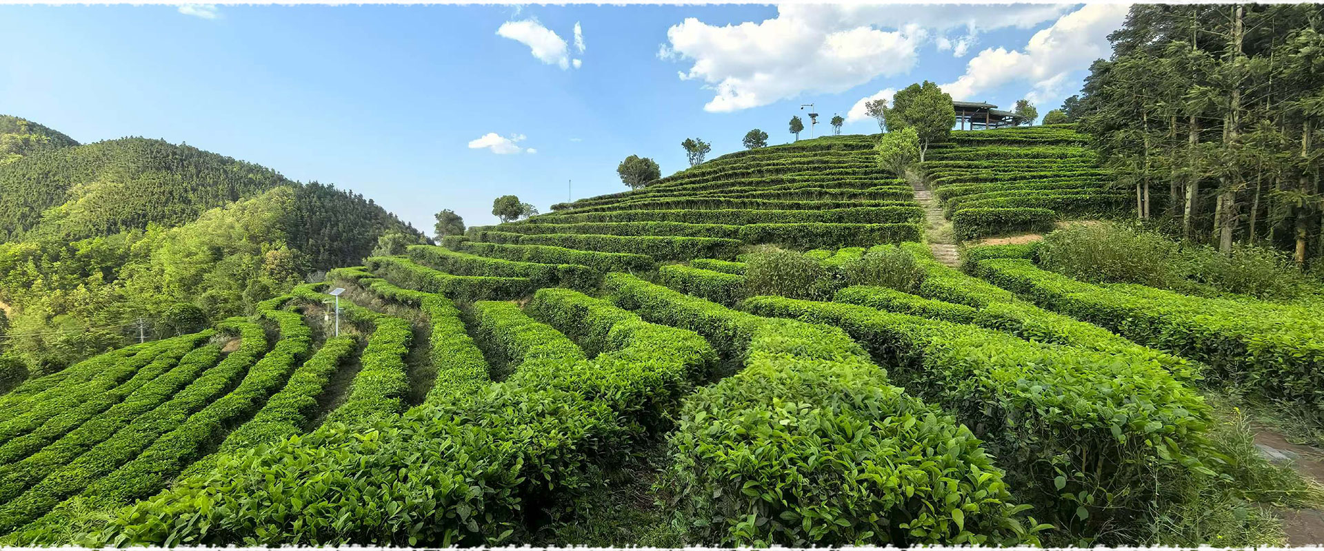 tea garden