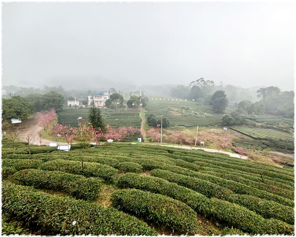 tea garden