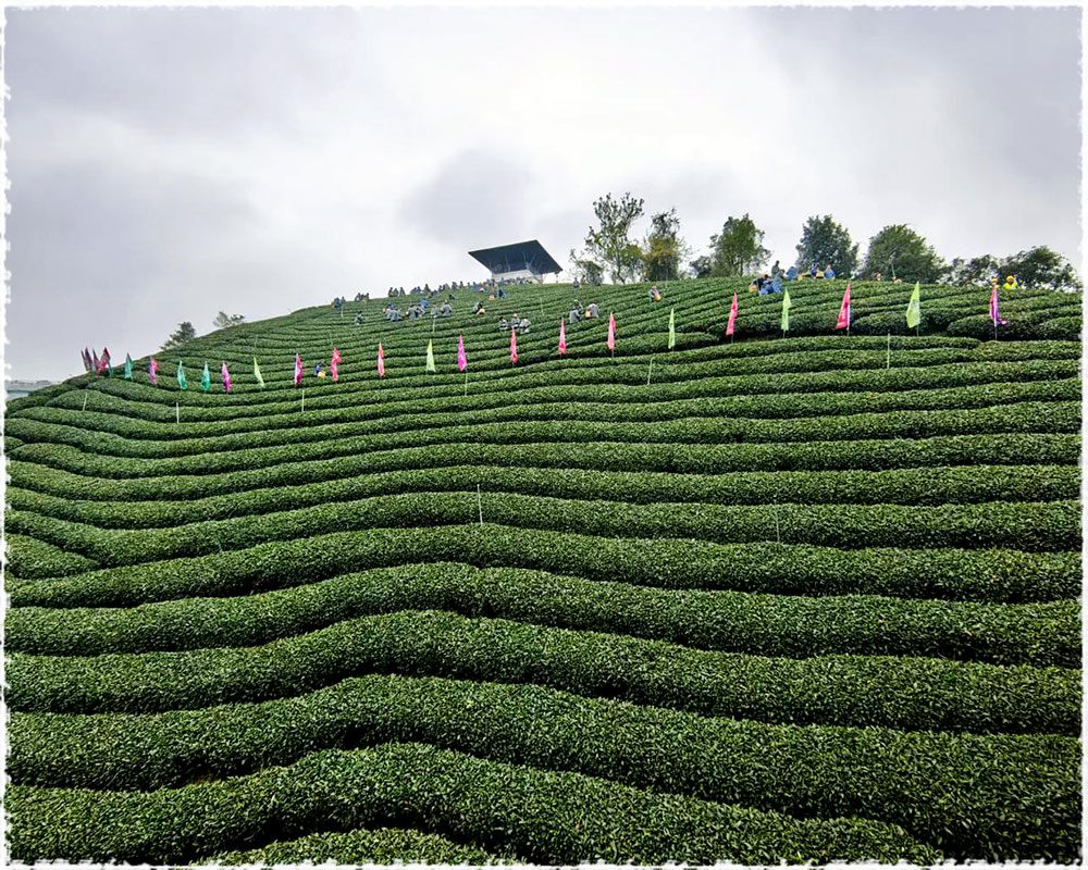 tea garden