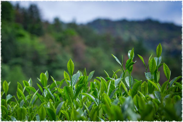 meizhan tea bush