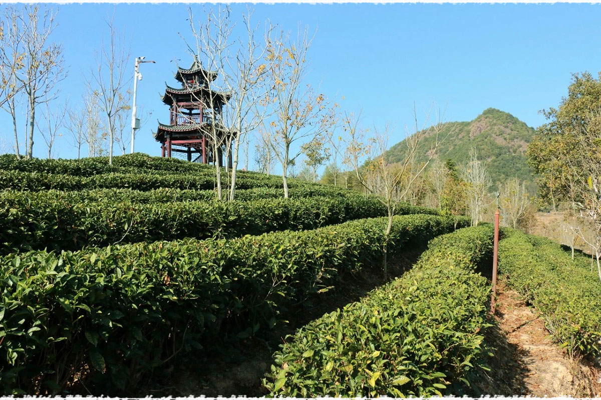 tong_mu_guan